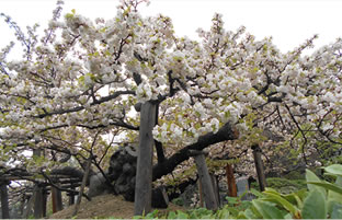 Hoko-ji Temple