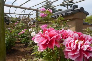 旅Karatsu 唐津観光協会｜ぼたんと緑の丘