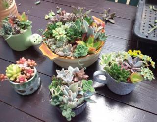 旅Karatsu 唐津観光協会｜インテリアにもおしゃれな多肉植物、寄せ植え