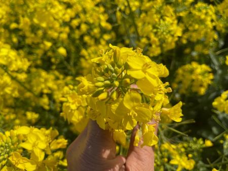 菜の花は採油用の「ナナシキブ」という品種です。