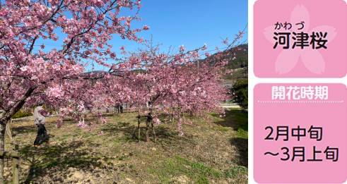 構（かまえ）の桜公園